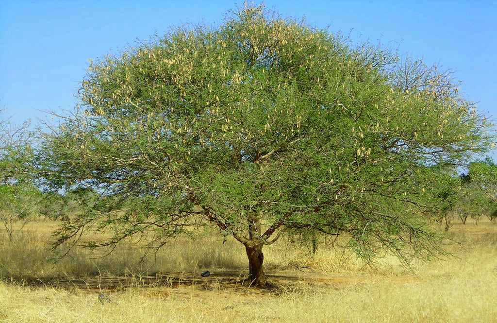 Sudan Gum Arabic Acacia senegal 20 Seeds  USA Company