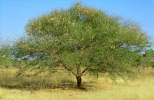 Load image into Gallery viewer, Sudan Gum Arabic Acacia senegal 20 Seeds