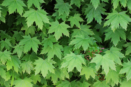 Norway Maple Acer platanoides 100 Seeds   USA Company