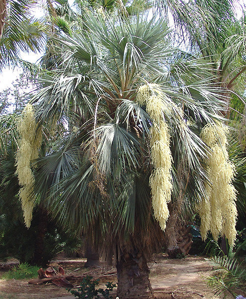 Mexican Blue Palm  1 Oz Seeds  Brahea armata