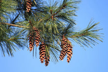 Load image into Gallery viewer, Eastern White Pine Pinus strobus 100 Seeds