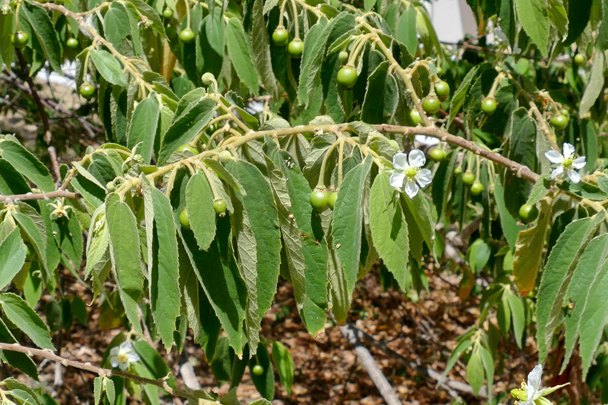 Jamaican Cherry 100 Seeds Muntingia calabura – R&B Floridaseeds