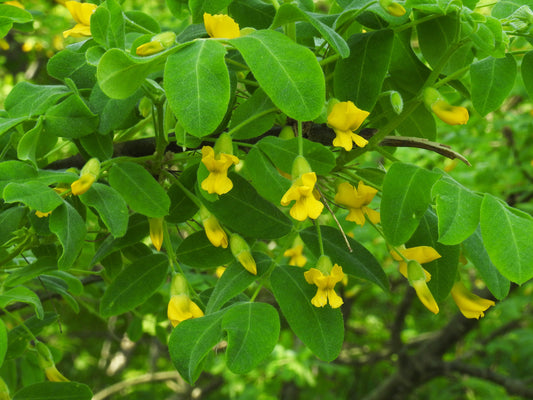 Siberian Pea Tree   100 Seeds   Caragana arborescens