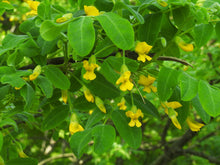 Load image into Gallery viewer, Siberian Pea Tree Caragana arborescens  20 Seeds