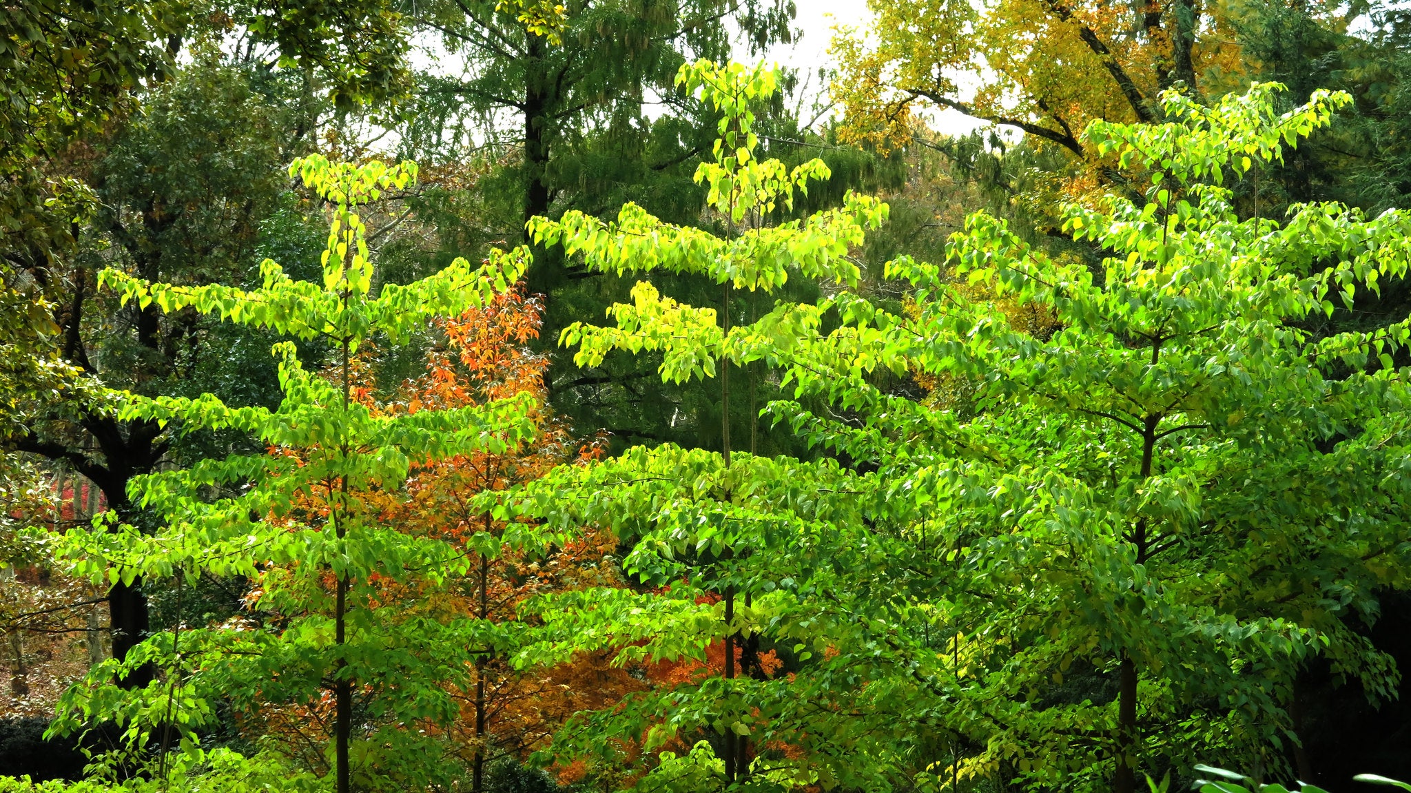 Wonder Tree Igiri Tree Idesia Polycarpa 500 Seeds USA Company – R&B ...