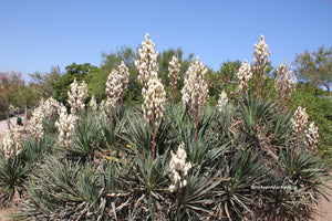Adam's Needle Yucca filamentosa 50 Seeds