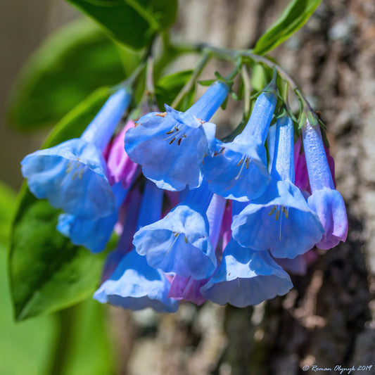 Virginia Bluebells  Mertensia virginica  75 Seeds  USA Company