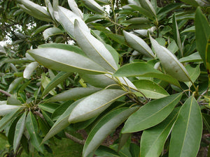 Sweetbay Magnolia Magniolia virginiana 20 Seeds