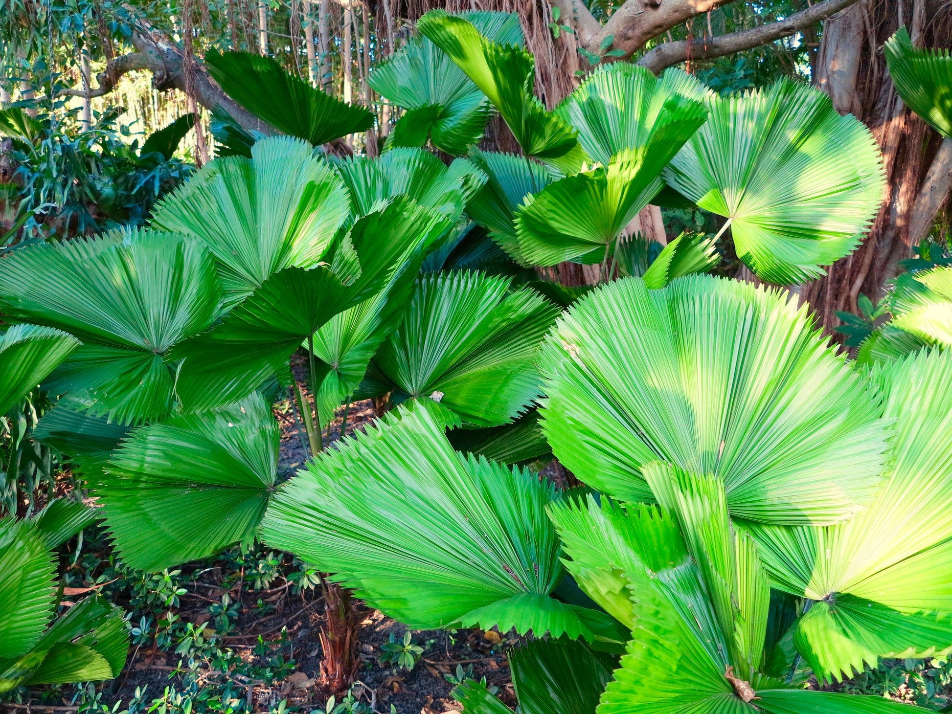 licuala palm plant Ruffled Fan Palm Licuala grandis 10 Seeds – R&B Floridaseeds