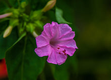 Load image into Gallery viewer, Pink Four O&#39;Clock Miracle of Peru Mirabilis Jalapa 20 Seeds