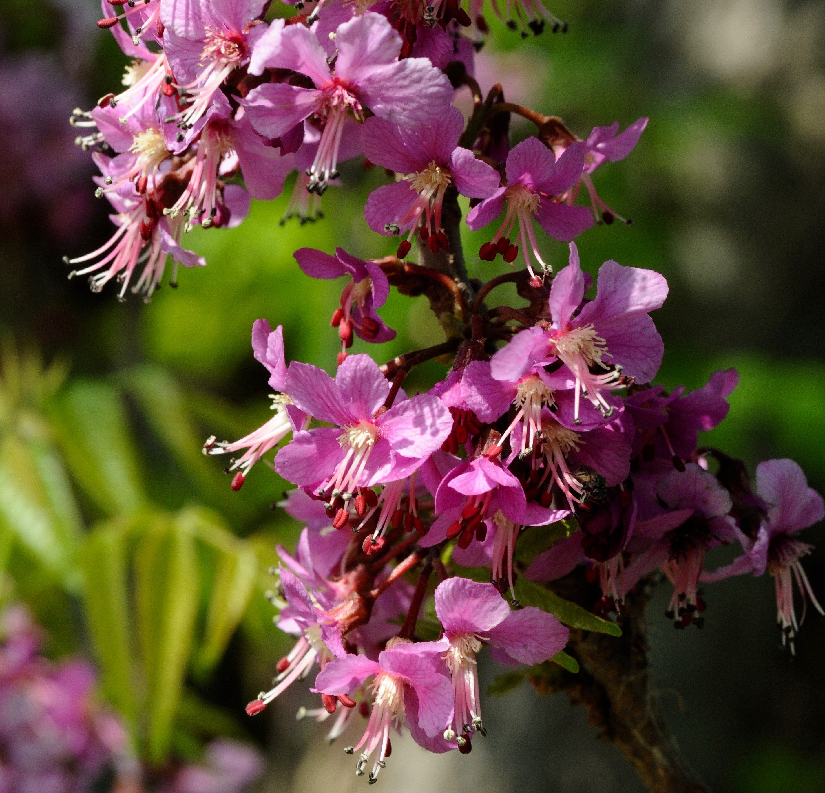 Mexican Buckeye Ungnadia speciosa 10 Seeds USA Company – R&B Floridaseeds