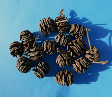 Load image into Gallery viewer, Dawn Redwood Metasequoia glyptostroboides 25 Cones