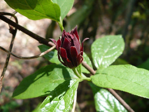 Strawberry Shrub Sweetshrub Calycanthus floridus 20 Seeds