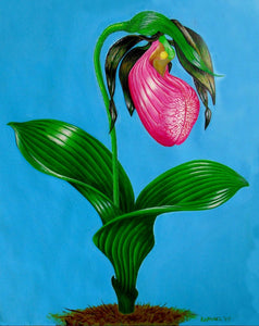 Painting of a Lady's Slipper Orchid Cypripedium acaule Print