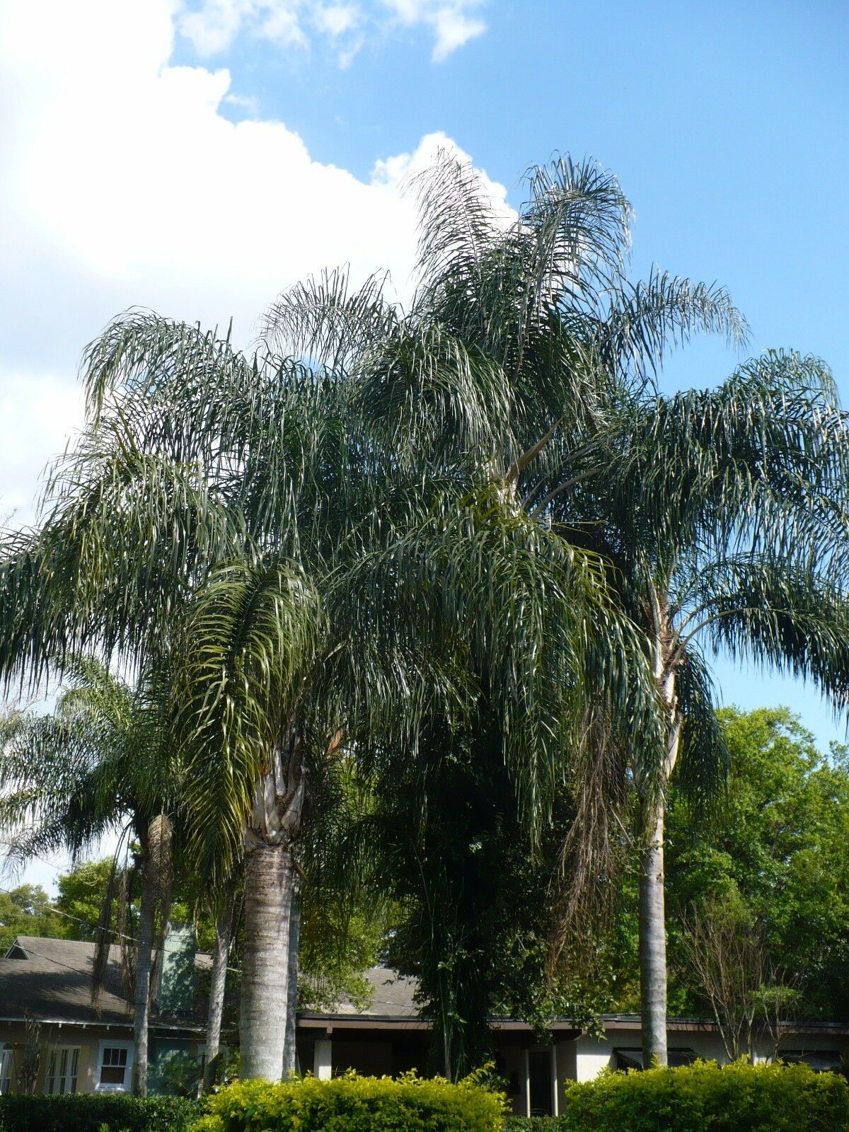Queen Palm Cocos Plumosa Syagrus romanzoffiana 20 Seeds