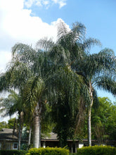 Load image into Gallery viewer, Queen Palm Cocos Plumosa Syagrus romanzoffiana 20 Seeds