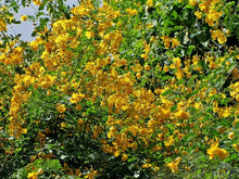 Load image into Gallery viewer, Butterfly Bush Senna pendula 50 Seeds
