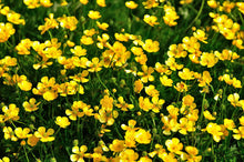 Load image into Gallery viewer, Meadow buttercup Ranunculus acris 200 Seeds