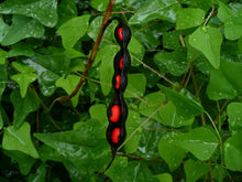 Load image into Gallery viewer, Coral Bean Erythrina herbacea  20 Seeds