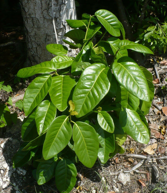 Pigeon Plum  Coccoloba diversifolia  20 Seeds