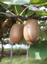 Load image into Gallery viewer, Kiwi Fruit Actinidia deliciosa 20 Seeds