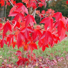 Load image into Gallery viewer, Trident Maple Acer buergerianum 20 Seeds