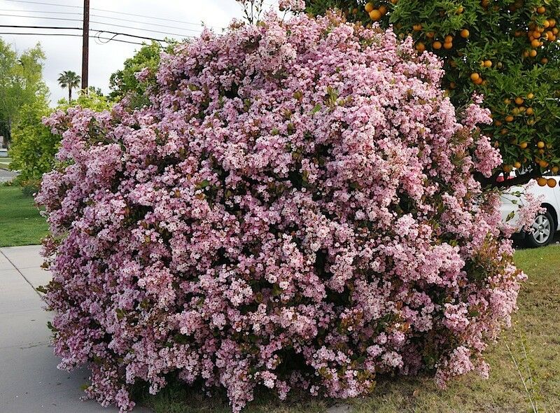 Indian Hawthorn Rhaphiolepis indica 20 Seeds  USA Company