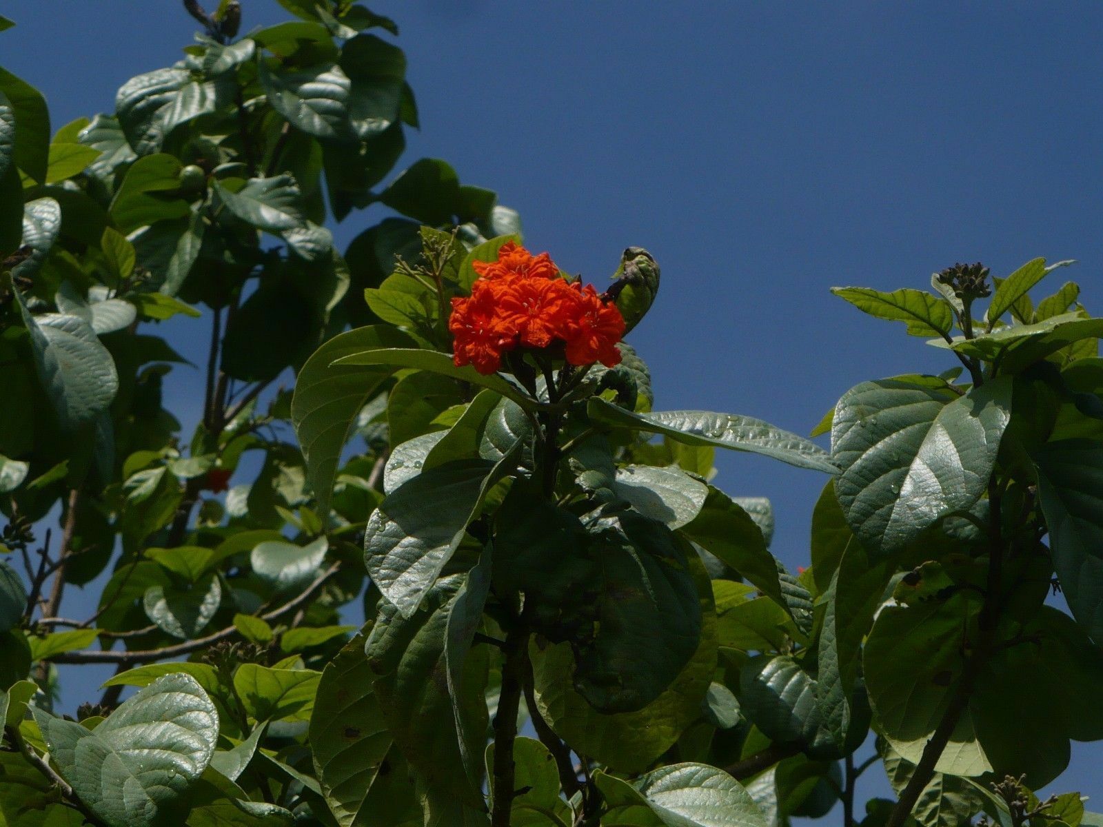 Geiger Tree Geranium Tree Cordia sebestena 10 Seeds – R&B Floridaseeds
