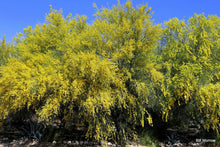 Load image into Gallery viewer, Jerusalem Thorn Mexican Paloverde Parkinsonia aculeata 20 Seeds