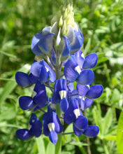 Load image into Gallery viewer, Texas Bluebonnet Lupinus texensis  50 Seeds