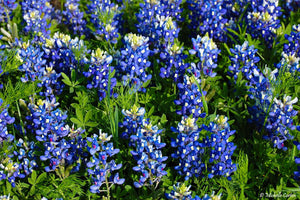 Texas Bluebonnet Lupinus texensis  50 Seeds