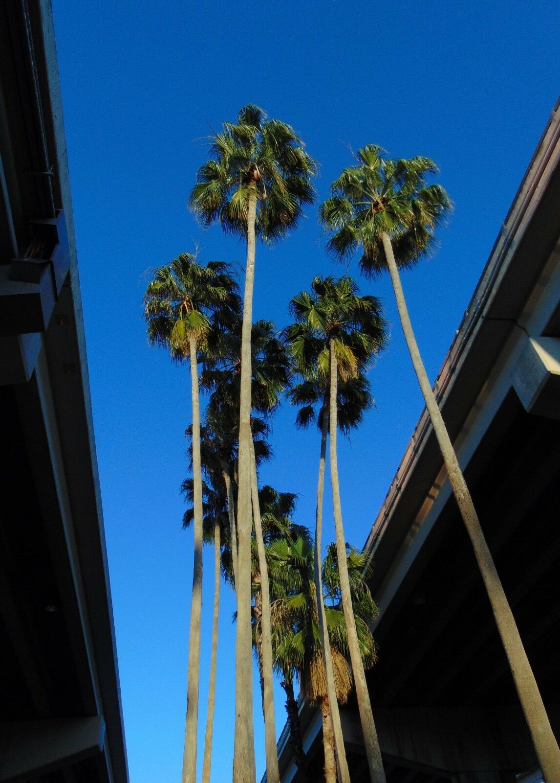 Mexican Fan Palm Washingtonia robusta Photo Color Print