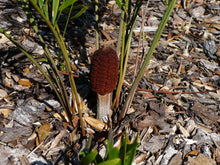 Load image into Gallery viewer, Coontie Cycad Zamia floridana 100 Seeds