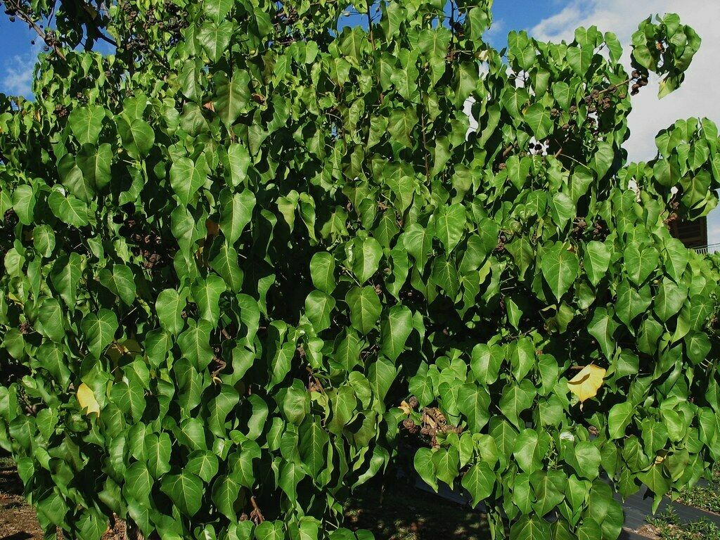 Seaside Mahoe Portia Tree Thespesia populnea 20 Seeds  USA Company