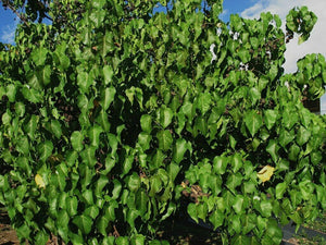 Seaside Mahoe Portia Tree Thespesia populnea 20 Seeds