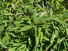 Load image into Gallery viewer, Willow Bustic Rare Dipholis salicifolia 10 Seeds