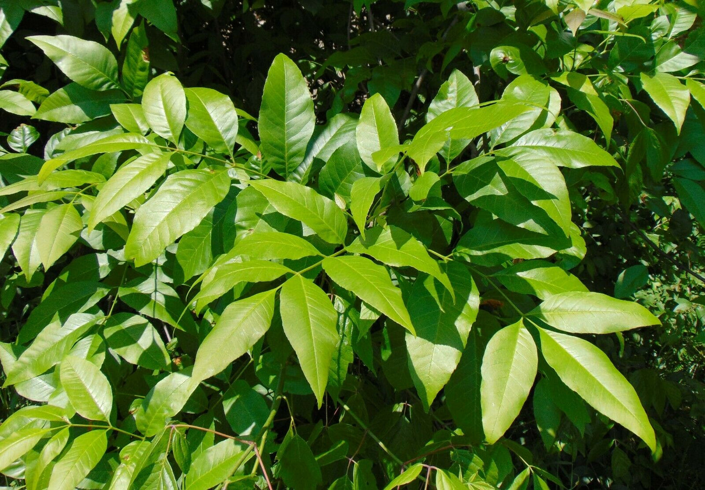 Green Ash Tree Fraxinus pennsylvanica 20 Seeds  USA Company