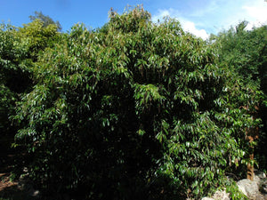 Florida Fiddlewood Citharexylum fruticosum 20 Seeds