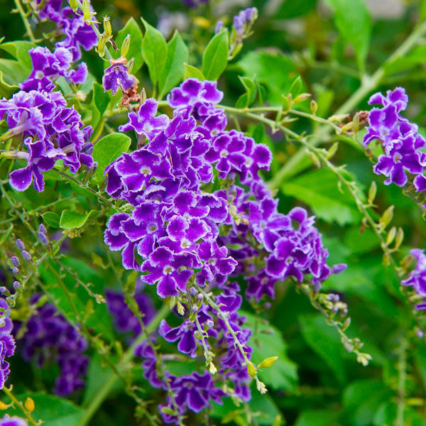 Duranta Plumieri