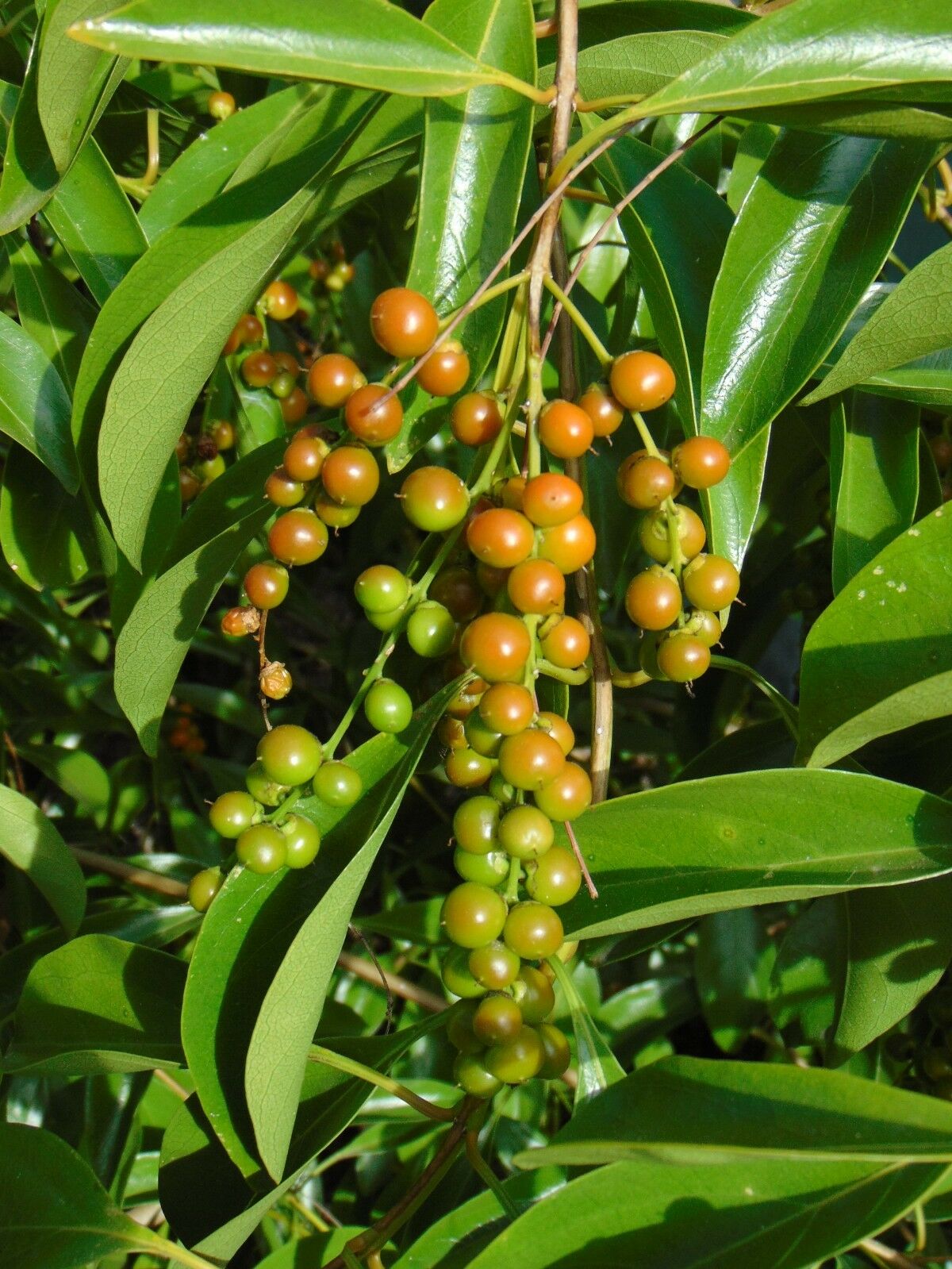 Florida Fiddlewood Citharexylum fruticosum 20 Seeds  USA Company