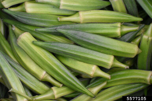 Okra Abelmoschus esculentus 100 Seeds