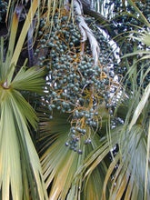 Load image into Gallery viewer, Chinese Fan Palm Fountain Palm Livistona chinensis 100 Seeds