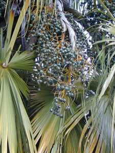 Chinese Fan Palm Fountain Palm Livistona chinensis 100 Seeds