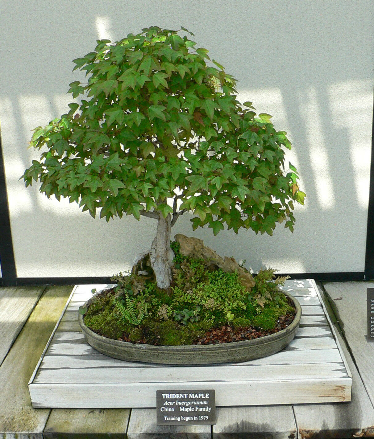 Trident Maple Acer buergerianum 200 Seeds