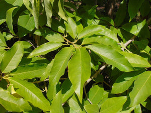 Golden Champaca  Michelia champaca  20 Seeds