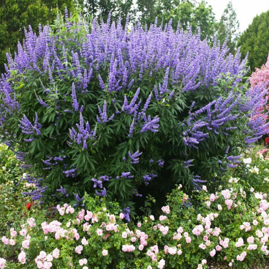 Chaste Tree Vitex agnus-castus 20 Seeds