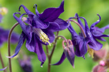 Load image into Gallery viewer, Purple Columbine Aquilegia vulgaris 20 Seeds