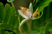 Load image into Gallery viewer, Tamarind Tamarindus indica 20 Seeds