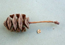 Load image into Gallery viewer, Dawn Redwood Metasequoia glyptostroboides 25 Cones