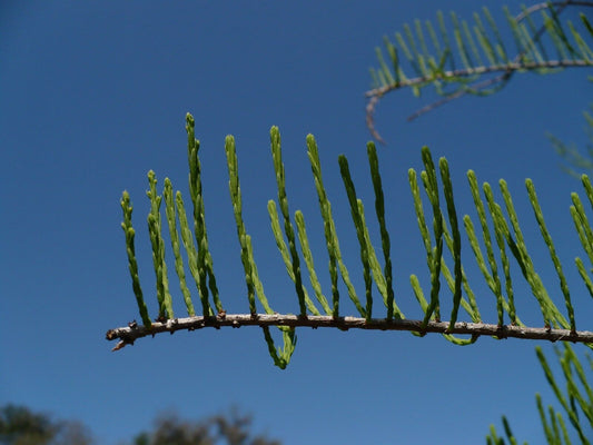 Pond Cypress Taxodium ascendens 20 Seeds  USA Company